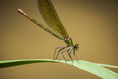 Close-up of damselfly on leaf