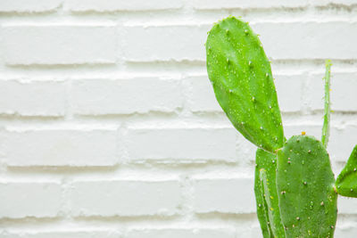 Close-up of wet plant against wall