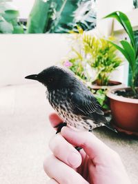 Close-up of hand holding bird