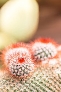 Close-up of cactus plant