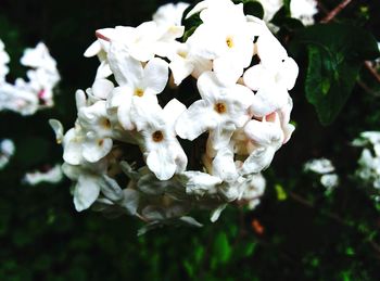 Close-up of white hydrangea blooming outdoors