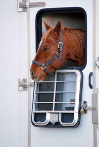 View of a horse on the window