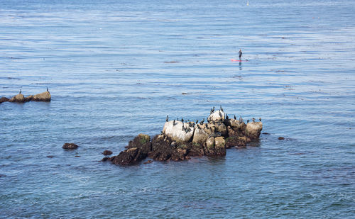 Ducks swimming in sea