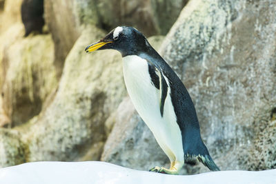 Close-up of bird perching on rock