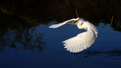 White bird flying over lake