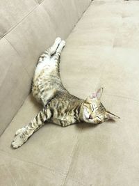 Cat sleeping on bed
