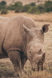 Rhino grazing at field