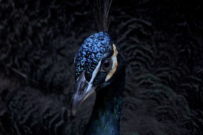 Close-up of peacock