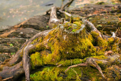 Close-up of lizard on rock