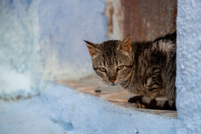 Close-up of cat