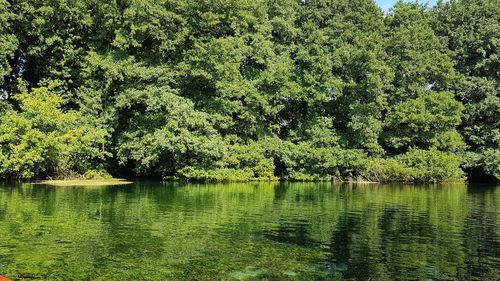 Scenic view of lake in forest