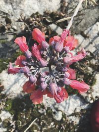 Close-up of red flowers