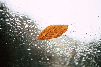 Close-up of wet leaf against sky during autumn