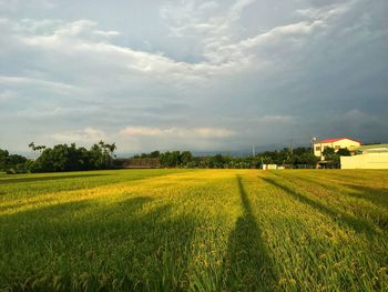 Scenic view of agricultural field against sky