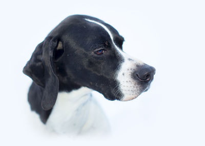 Close-up of a dog over white background