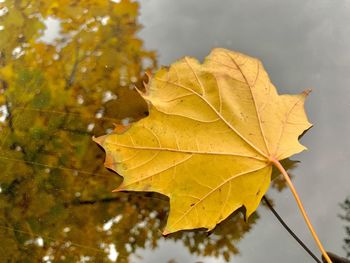 Close-up of yellow maple leaves against blurred background