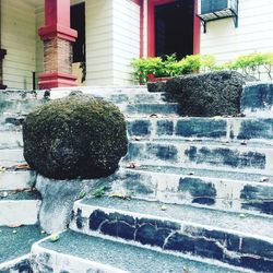 Close-up of plants against building