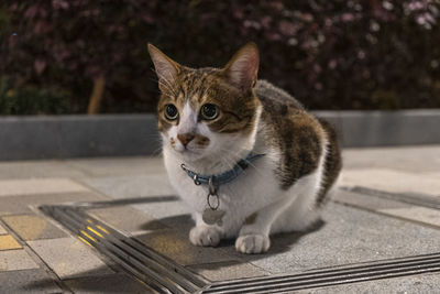 Portrait of a cat