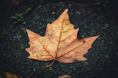 leaf