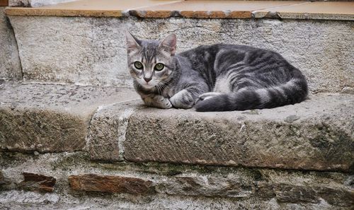 Portrait of cat