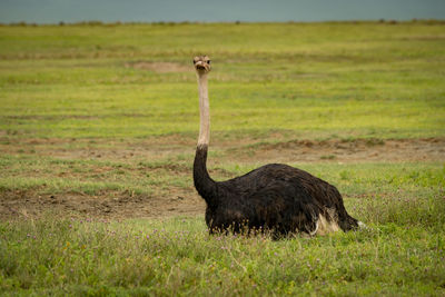 Ostrich perching on field