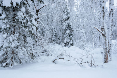 Snow covered trees in forest