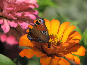 Close-up of moth on orange flower in lawn