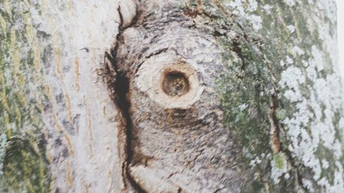 Close-up of tree trunk