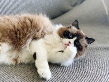 Portrait of cat resting on sofa