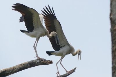 Low angle view of bird flying against clear sky