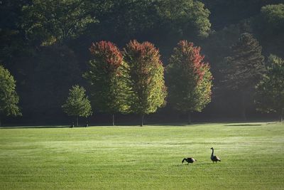 Canada geese perching on grassy field against trees