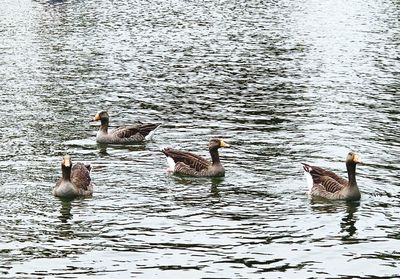 Ducks swimming in lake