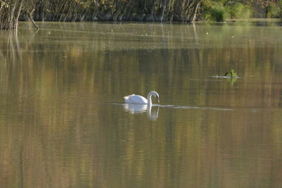 Swan swimming in lake