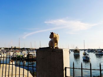 Low angle view of cat sitting on railing by harbor in lake against sky