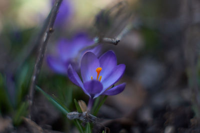 Close-up of purple crocus flowers