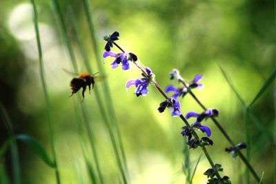 Close-up of insect on purple flower