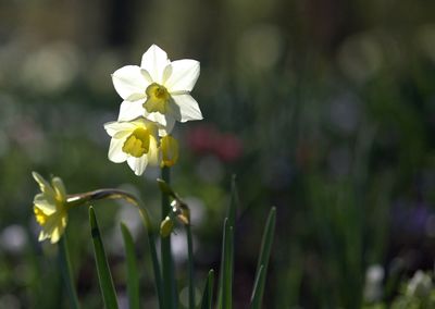 Close-up of white flowers