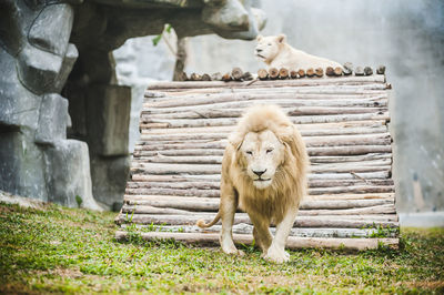 Lions at zoo