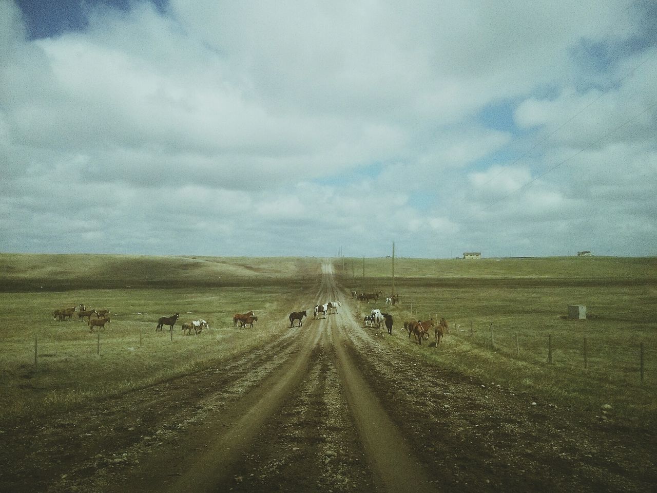 sky, the way forward, cloud - sky, landscape, transportation, field, road, cloudy, diminishing perspective, grass, tranquility, tranquil scene, nature, cloud, vanishing point, scenics, dirt road, country road, beauty in nature, day