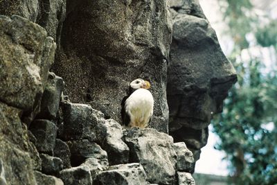 Low angle view of owl perching on rock