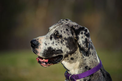 Close-up of great dane looking away