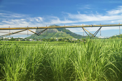 Sugarcane plantation in the west of the republic of mauritius