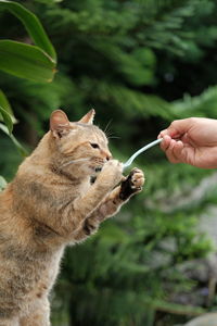 Hand holding cat against blurred background