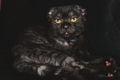 Close-up portrait of a cat