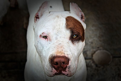 Close-up portrait of a dog