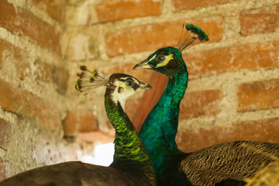 Close-up side view of peacocks