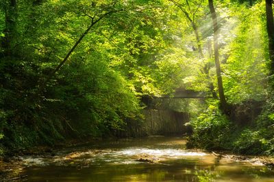 Scenic view of river amidst trees in forest