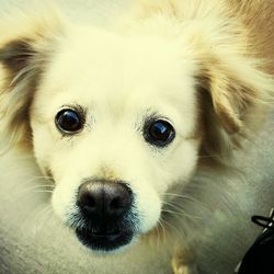 Close-up portrait of dog