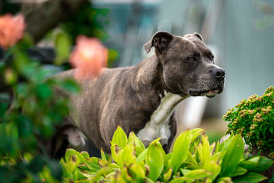 Close-up of a dog looking away