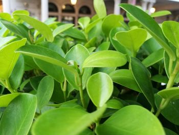 Close-up of fresh green plants